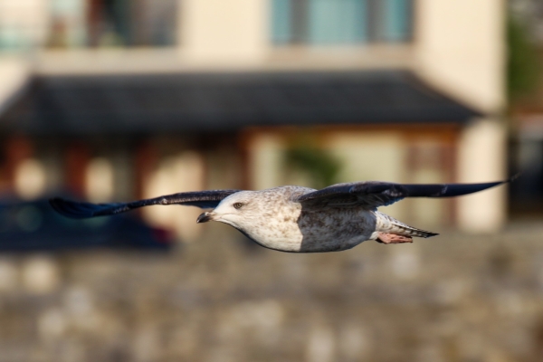 A Herring Gull flies along the roadway at Bull Island, Dublin