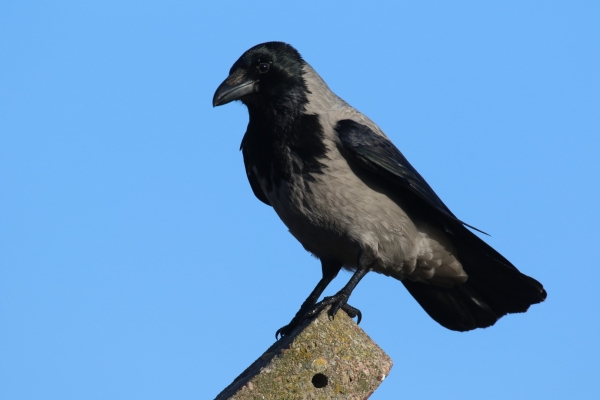 A HOoded Crow stands on a post at Bull Island, Dublin
