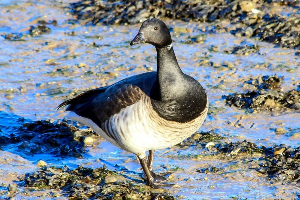 A Brent Goose at low tide, Bull Island, Dublin
