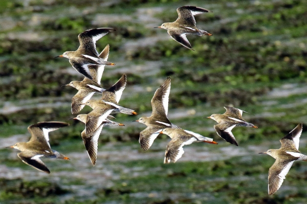 A Group of 10 Redshanks fly over Bull Island in Dublin