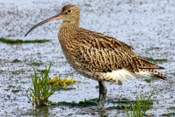 A Curlew stands on the exposed mudflats at Bull Island, Dublin