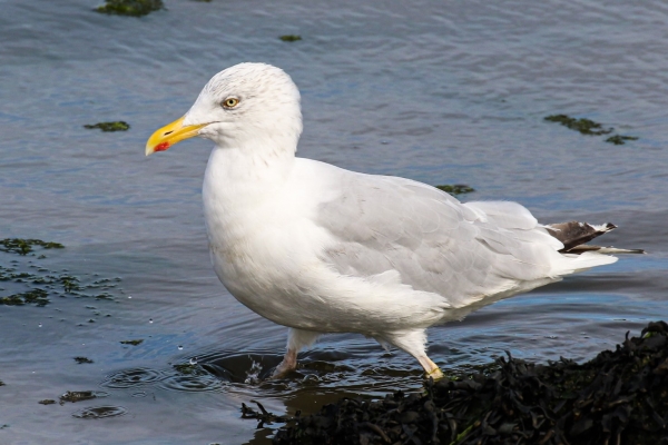 A Herring Gull foraging for food at Bull Island, Dublin