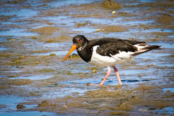An Oystercatcher on the beach at Baldoyle, Dublin