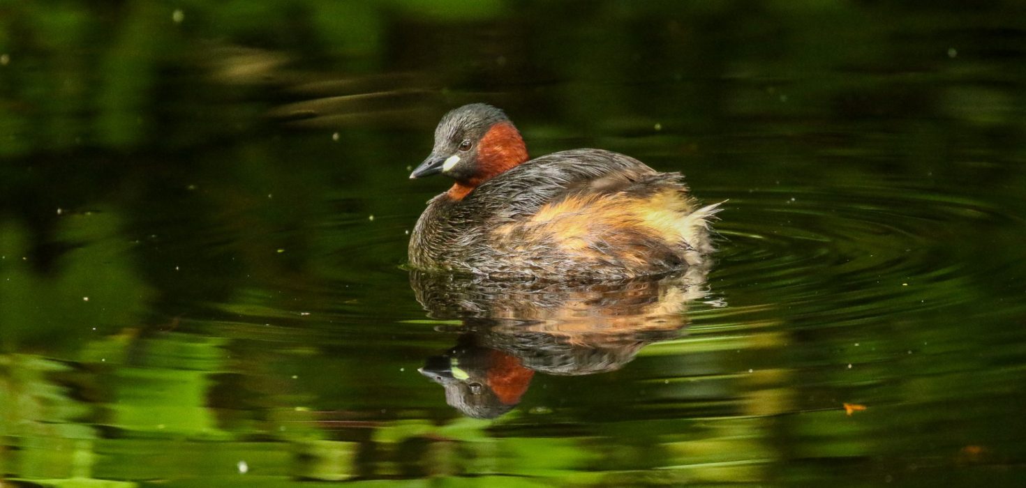 Birding-Dublin-Little-Grebe-2 (Large)