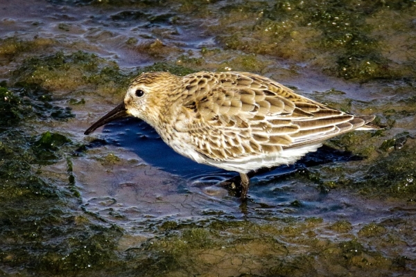 A Dunlin wades in the shallows at low tide, Bull Island, Dublin