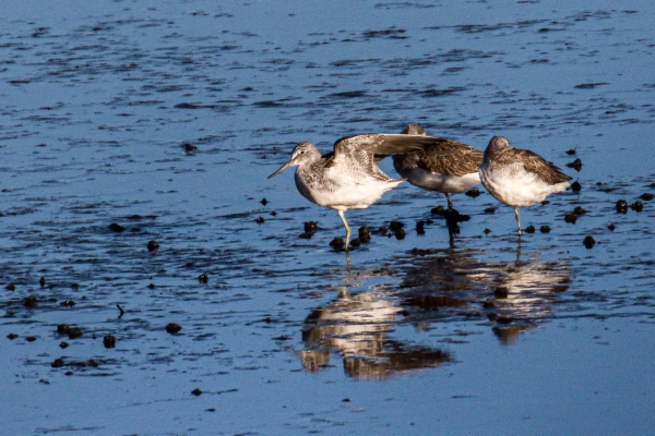 Greenshanks at Booterstown Marsh, Dublin