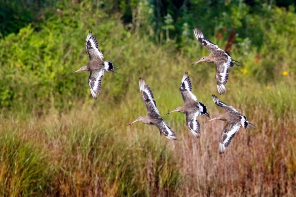 Five Black Tailed Godwits fly in unison over Booterstown Marsh in Dublin