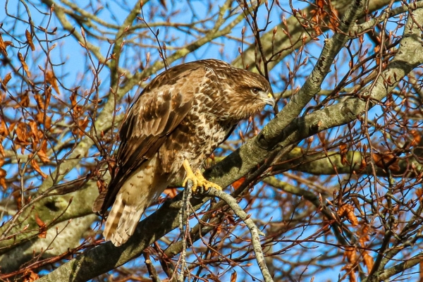 A Buzzard stares at something from a tree branch in Swords, County Dublin