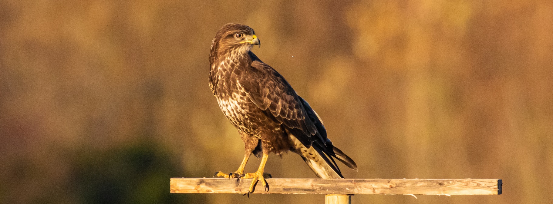 Buzzard on a fence post at Turvey Nature Reserve, Dublin, Ireland