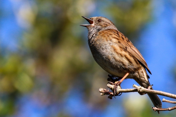 A Dunnock sings from the top of a tree in Cave's Marsh, Dublin