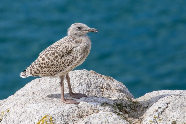 A Juvenile Gull stands on a rock on Dalkey Island, Dublin