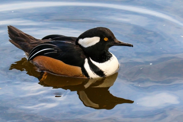 A Hooded Merganser swims in the reservoir at Dublin Basin