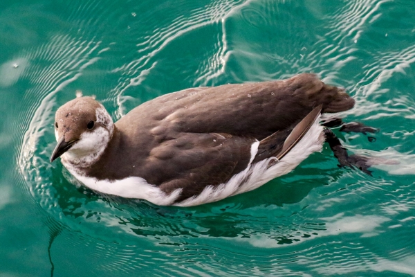 A Guillemot swims in the harbour at Dun Laoghaire, Dublin