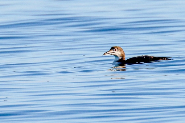 A Great Northern Diver hunts just off the beach at Kilcoole, Wicklow