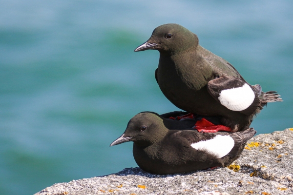 A Pair of Black Guillemots mating on the Great South Wall, Dublin