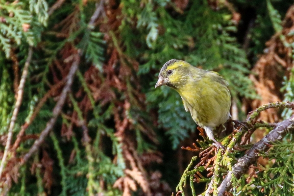 A Siskin looks down from the top of a tree in Glasnevin Cemetery