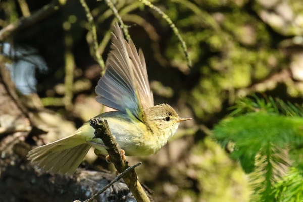 A Chiffchaff takes flight from a tree at the Hellfire Club, County Dublin