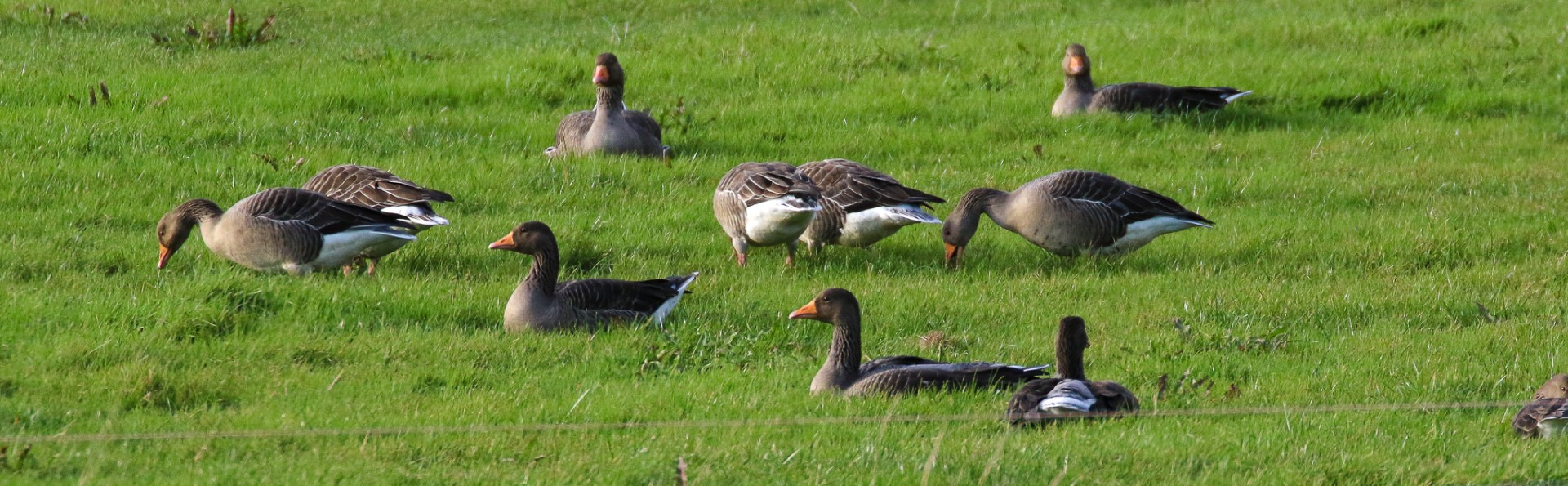 Greylag Geese feed on grass at Kilcoole, Wicklow
