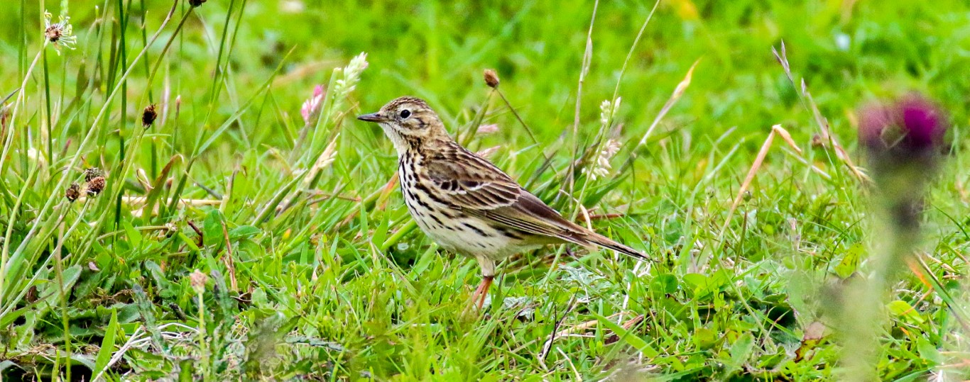Meadow Pipit in the wildflowers at Lough Boora, County Offaly, Ireland