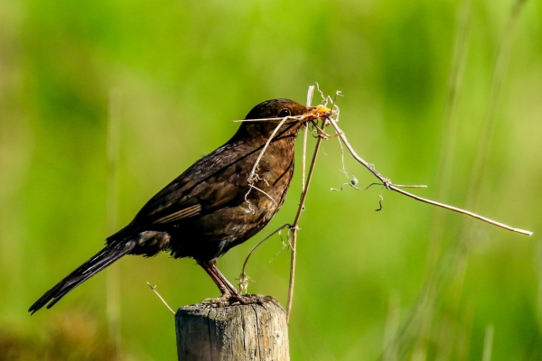 A Blackbird collects nesting material at Newbridge Park, Dublin