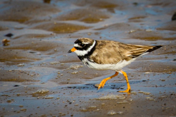 A Ringed Plover walks on the beach at Portrane, County Dublin
