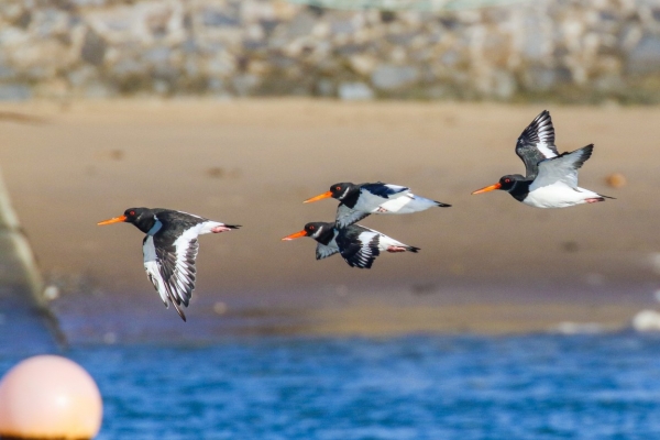Four Oystercatchers fly along the shoreline at Rogerstown Estuary, Dublin