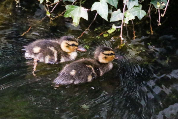 A Pair of Mallard Chicks swim in the Royal Canal near the 12th Lock, Dublin