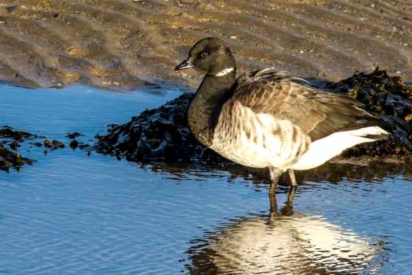 A Brent Goose forages at low tide in Rush Harbour, Dublin