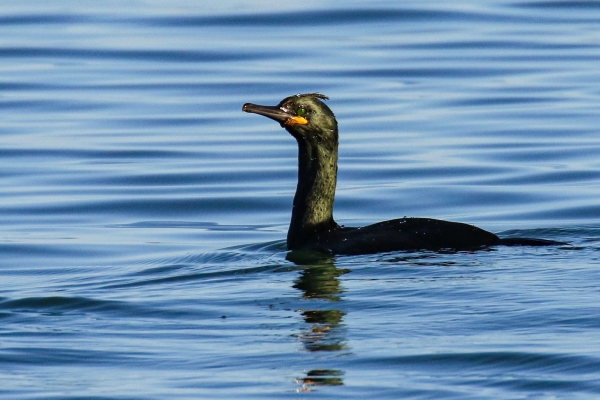A Shag hunting just off the beach at Kilcoole, County Wicklow
