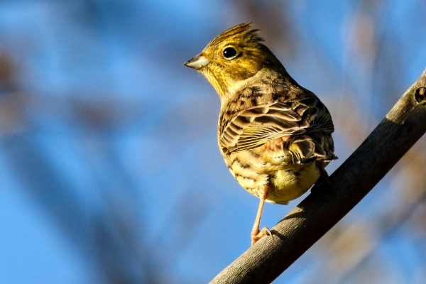 A Yellowhammer perched in a tree at Turvey Nature Reserve, Dublin