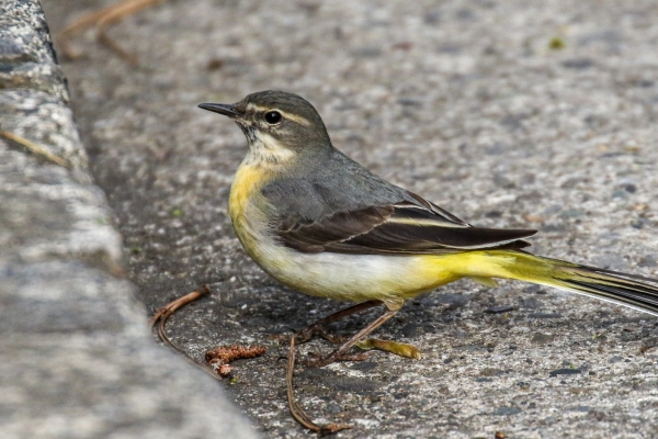 A Grey Wagtail looking for food along the Dodder River in Dublin