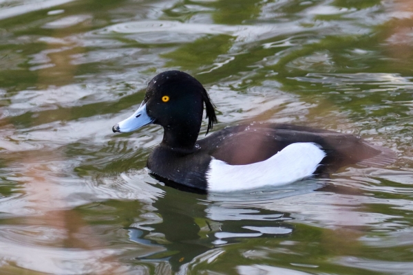 A Tufted Duck swims in the pond at Tymon Park, Dublin