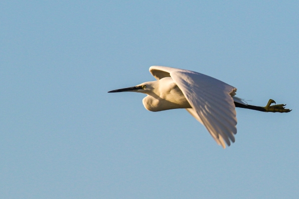 A Little Egret flies over Shelley Banks Beach in Dublin, Ireland