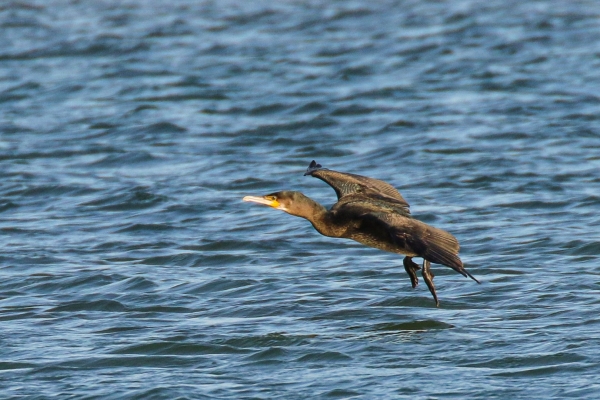 A Cormorant flies low over the water at Baldoyle, Dublin, Ireland