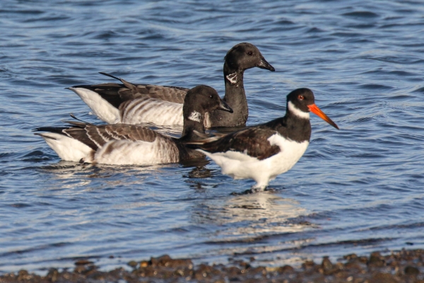 A pair of Brent Geese with an Oystercatcher at Baldoyle Beach, Dublin, Ireland