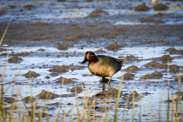 A male Teal standing on the beach at Baldoyle, Dublin, Ireland