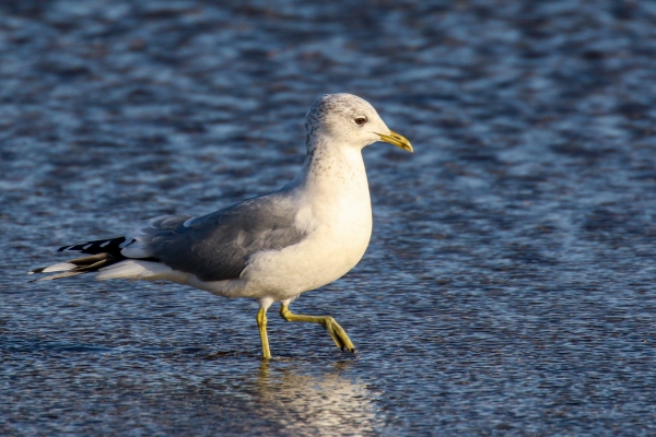 A Common Gull at Baldoyle Beach, Dublin, Ireland