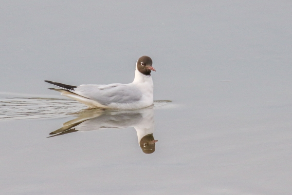 A Black Headed Gull swims in the harbour at Dungarvan, Waterford, Ireland