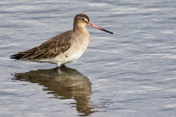 A Black Tailed Godwit stands in shallow water at Dungarvan Estuary, County Waterford, Ireland