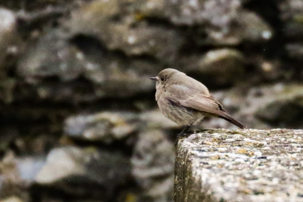 A Black Redstart perched on the pier wall at Dungarvan, County Waterford