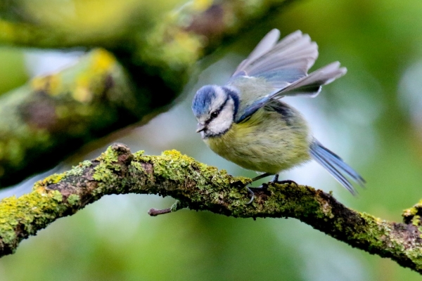 A Blue Tit searching for insects in Walton Park, Dungarvan, County Waterford, Ireland