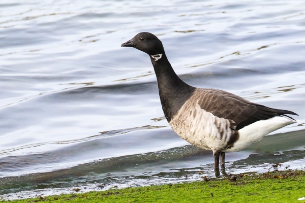 A Brent Goose forages at low tide in Dungarvan Harbour, Waterford, Ireland