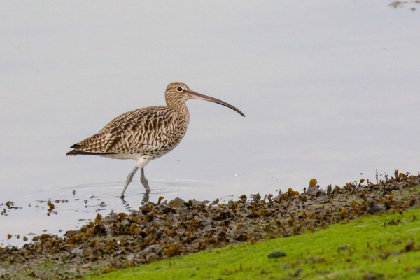 A Curlew walks along the edge of the estuary at County Dungarvan, Waterford, Ireland