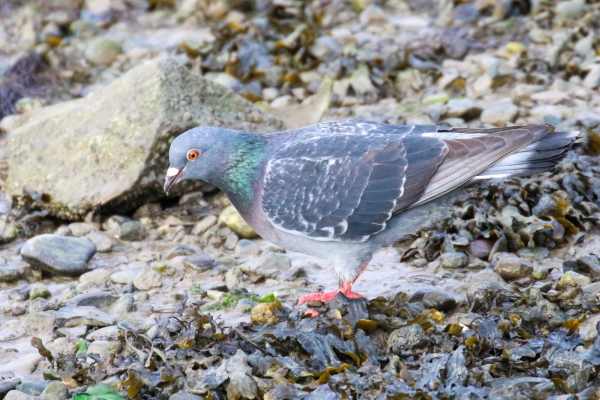 A Feral Pigeon on the stoney beach at Dungarvan Harbour, County Waterford, Ireland