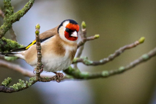 A Goldfinch perched in a tree in Walton Park, Dungarvan, County Waterford, Ireland
