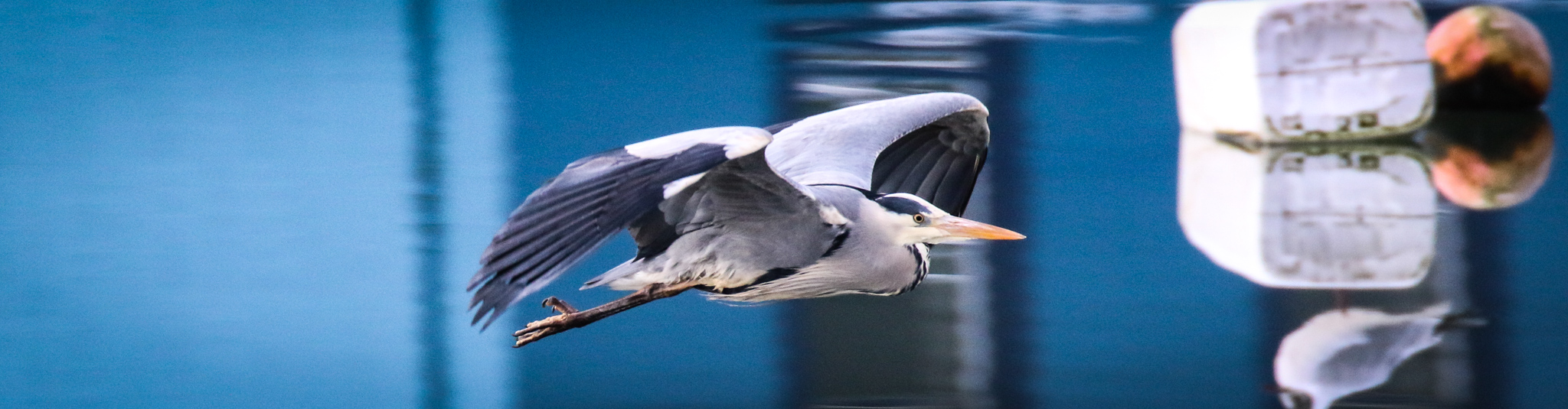 A Grey Heron flies across the harbour in Dungarvan, Waterford, IReland