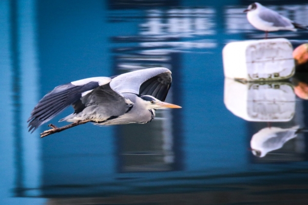 A Grey Heron flies above the still water in Dungarvan Harbour, County Waterford, Ireland