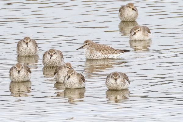 A Group of Knots rest in shallow water at Dungarvan, County Waterford, Ireland