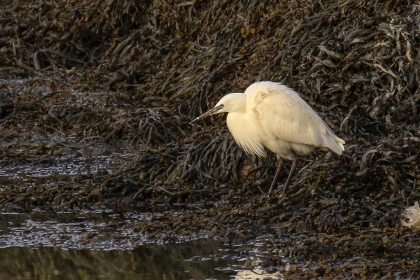 A Little Egret stands on exposed seaweed at low tide in Dungarvan Harbour, Waterford, Ireland