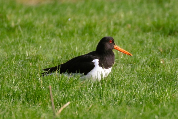 An Oystercatcher walks in the grass at Walton Park, Dungarvan, County Waterford, Ireland